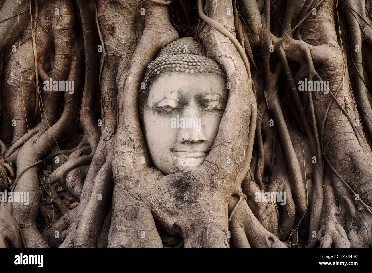 Tête de Bouddha statue dans les racines de l'arbre à Wat Mahathat temple, Ayutthaya, Thaïlande. Banque D'Images