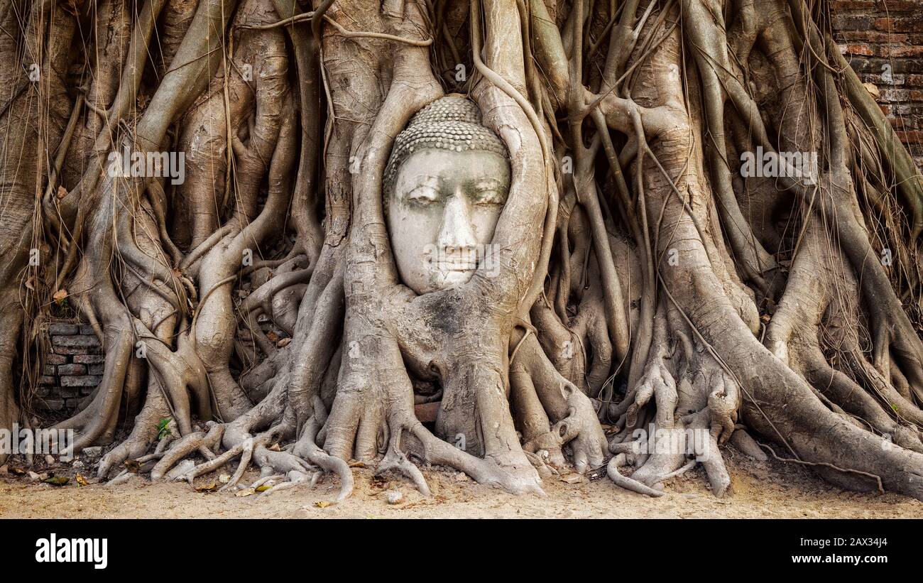 Ayutthaya, Thaïlande, chef de statue de Bouddha dans les racines de l'arbre au temple Wat Mahathe. Banque D'Images