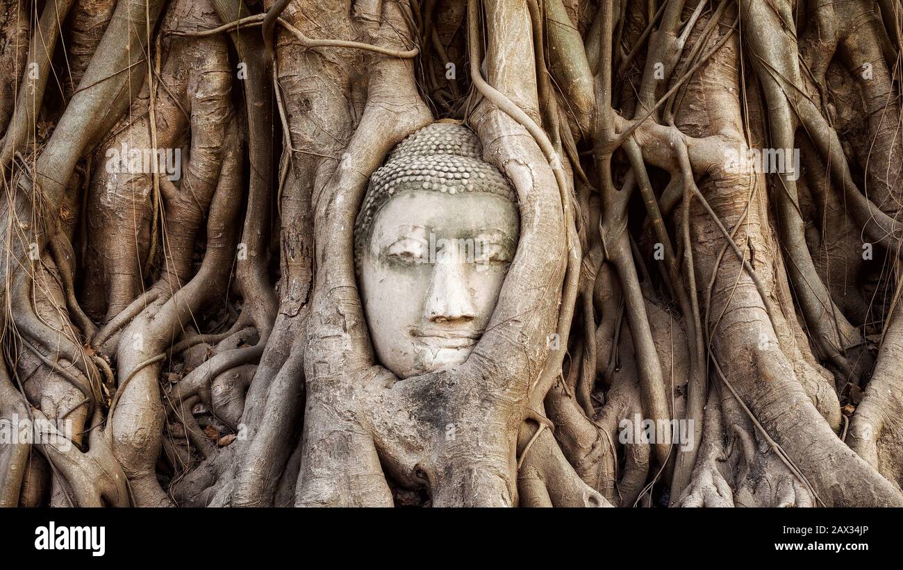 Tête de Bouddha statue dans les racines de l'arbre à Wat Mahathat temple, Ayutthaya, Thaïlande. Banque D'Images