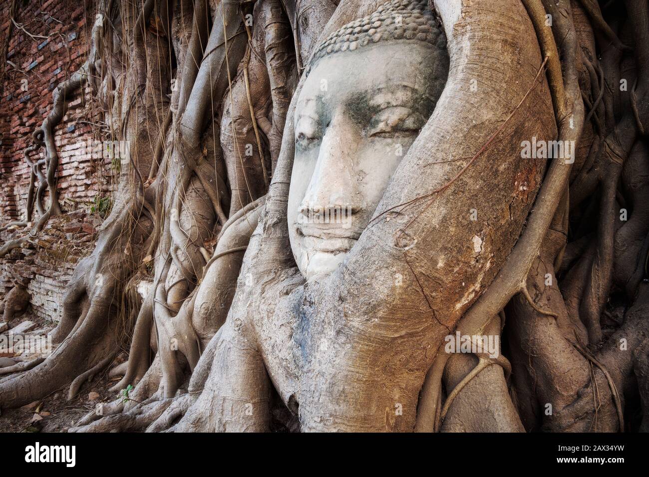 Tête de Bouddha statue dans les racines de l'arbre à Wat Mahathat temple, Ayutthaya, Thaïlande. Banque D'Images
