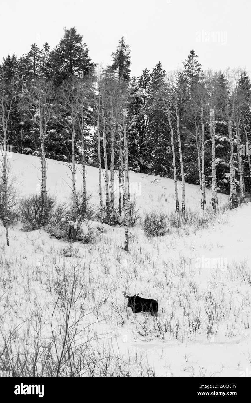 Moose In Moose Dans Le Parc National Du Grand Teton, Wyoming Banque D'Images Moose In Moose Dans Le Parc National Du Grand Teton, Wyoming Banque D'Images