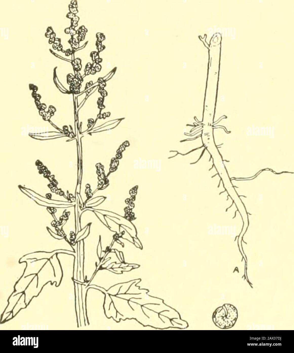 Les cultures agricoles, leur culture et leur gestion, un manuel non technique pour la culture, la gestion et l'amélioration des cultures agricoles . le producteur d'id et atteint une hauteur de deux à quatre pieds. Les feuilles arequite variable quant à la taille et la forme, les plus basses sur le stock étant com-parativement grand et irrégulier, Alors que les théssupérieurs sont plutôt petits et étroits.Les petites fleurs verdâtre sont borneon les extrémités ou dans les aisselles des branches.La plante entière présente une apparence grisâtre ou méaly argentée qui distingue de la véritable herbe de porc. La graine isabout un-vingtième d'un pouce dans le diam-eter, Banque D'Images