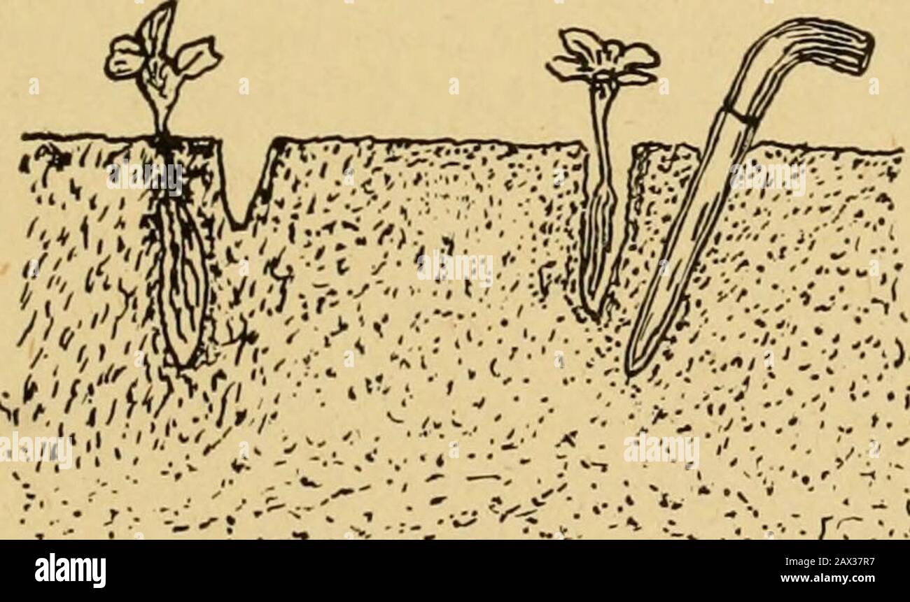 Culture de légumes . Aile 107 le sol est frais, les graines du même légume sont semées plus tard dans la saison où le sol s'est réchauffé à bonne profondeur et est devenu séché. Les graines sont plantées moins en terre ferme et lourde que les palourdes inlégères. Les plantules ont plus de difficulté à makingleur chemin à la surface dans un sol lourd que lorsqu'elles planteddans un sol meuble, Et il est également préférable de planter plus profondément dans le sol meuble pour obtenir les conditions d'humidité appropriées.les semences peuvent être plantées moins profondes dans le sol qui a été garrifullyfed, comme les particules de sol sont plus fines et l'humidité hasété cond Banque D'Images