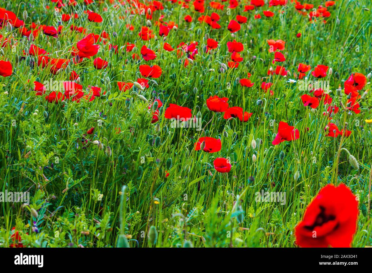 Des coquelicots rouges sur Le sentier Via Francigena en Toscane entre San Gimignamo et Graciano Italie Banque D'Images