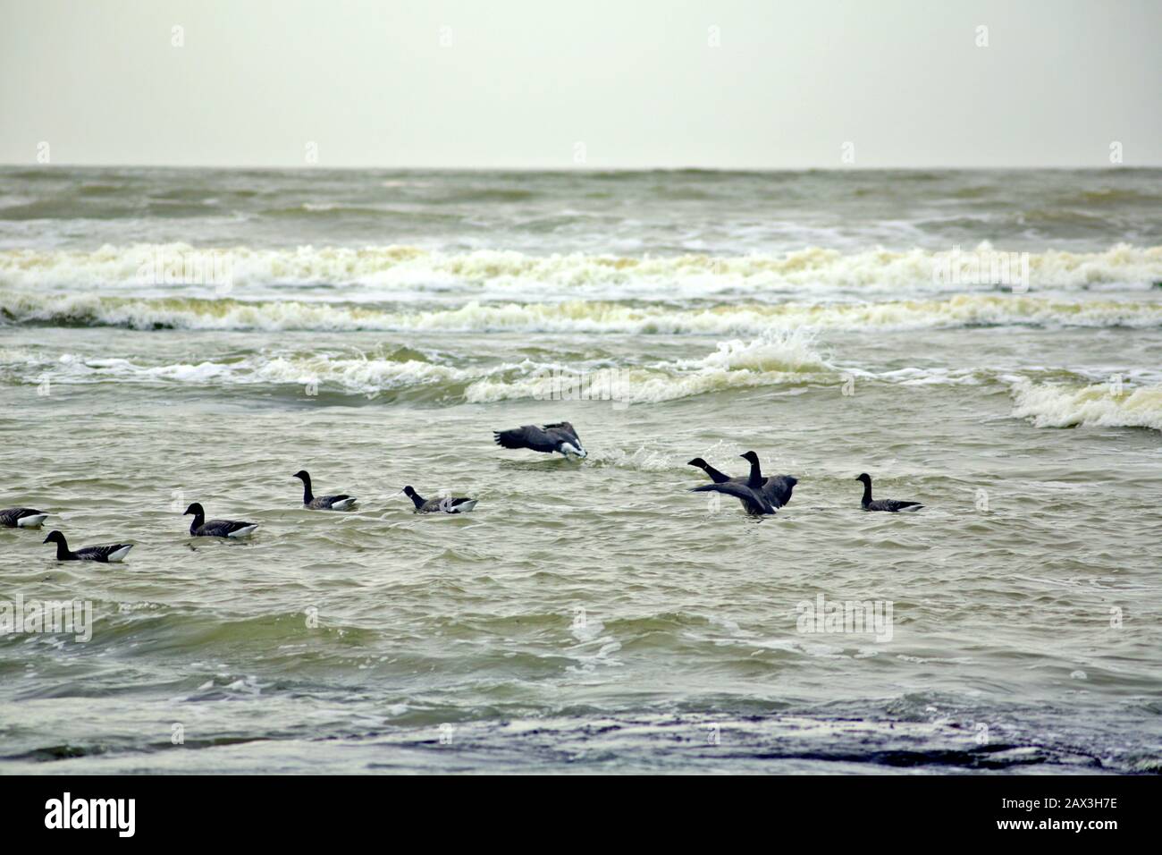 La bernache du Canada est une grande espèce de l'oie sauvage avec une tête noire et le cou, les joues blanches, blanc sous son menton, et un corps brun. Originaire de l'Arctique et Banque D'Images