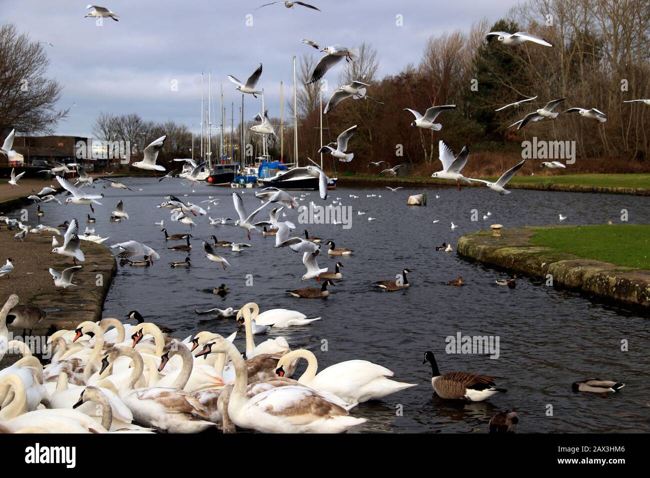 Nourrir les oiseaux sur le canal de Sankey (St Helens), Spike Island, Widnes, Cheshire, Royaume-Uni Banque D'Images