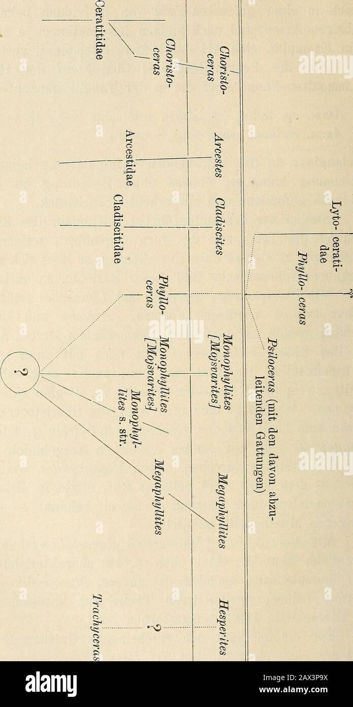 Neues Jahrbuch für Mineralogie, Geologie et Paläontologie . er grösserenFormenzahl in das Ehät ein, aber auch dieser sehr jungeSeitenzweig der Ceratitiden erlischt vor Beginn einer neuenEpoche. Überhaupt darf man wohl die Choristoceraten mitrithren zum Theil von der geschlossenen Spirale gelösten Win-dungen als eine mit senilen Anzeichen ausgebildete Gruppeder Ceratitiden ansprrechen. Auch Megaphyllites, welcher bis-her aus dem Ehät nicht bekannt war, stimbt in dieser Stufeaus, nachdem diese Gattung — soweit bekannt — seit demjüngeren Muschechkalk existirte. Mit Monophyllites [Mojsvarites] Planor Banque D'Images