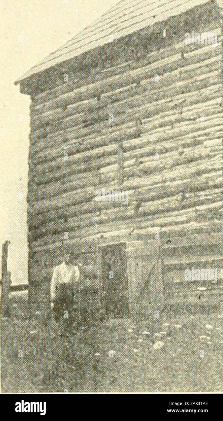 Les cultures agricoles, leur culture et leur gestion, un manuel non technique pour la culture, la gestion et l'amélioration des cultures agricoles . ^ la méthode d'amorçage ou de feuille unique, saule beaucoup plus rapidement que lorsque la plante entière est coupée et produit la producteeOUTISTILAGE de couleur plus uniforme et de texture plus fine; en outre, il y aura moins de >12 déchets AGRICOLES RÉUSSIS des feuilles de fond et chaque feuille peut être moissonnée au stade desiredstage de la ripeness. BAM Cing.—il existe quatre méthodes de durcissement de grange pratiquées: L'aircure, la cure de feu, la cure de fumée et la cure de soleil. Toutes les feuilles de cigares, Burley et Maryland fumer des tobaccos Banque D'Images