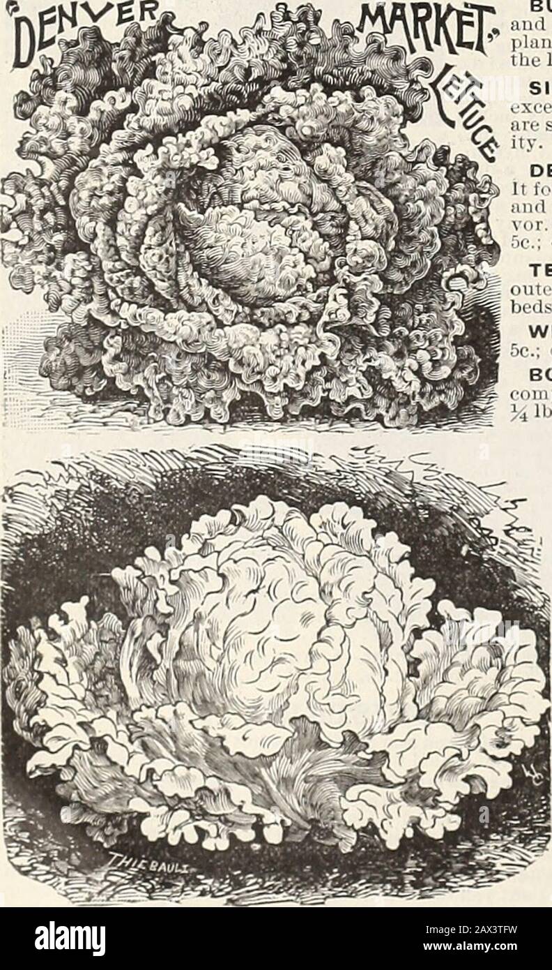 Les graines d'AWLivingston sont annuelles . LAITUE BOULE D'ARGENT.. La plus utilisée de toutes les salades, est de culture facile, étant presque exempte de toutes les maladies et insectes. Itnécessite un sol riche, humide, et une culture propre. Cela donnera la croissance rapide sur laquelle se dépenchera son apparence, sa tendresse et sa saveur Pour une utilisation au début du printemps, semer dans un lit de graines en septembre ou octobre, et protéger par l'hiver avec des cadres froids, ou dans le Sud avec des feuilles ou de la litière ou de la semer dans un lit chaud au début du printemps; dès que le sol peut être bien travaillé trans].lain en g i riche sol, aux rangées 18 pouces d'écart, et 8 à 10 pouces dans Banque D'Images