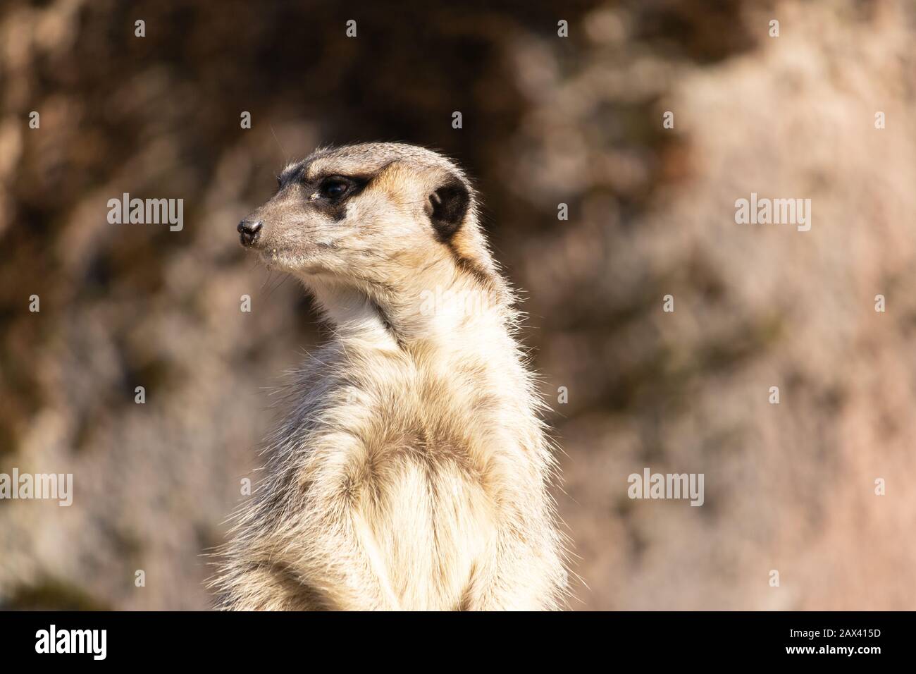 Gros plan d'un meerkat à la recherche de prédateurs Banque D'Images
