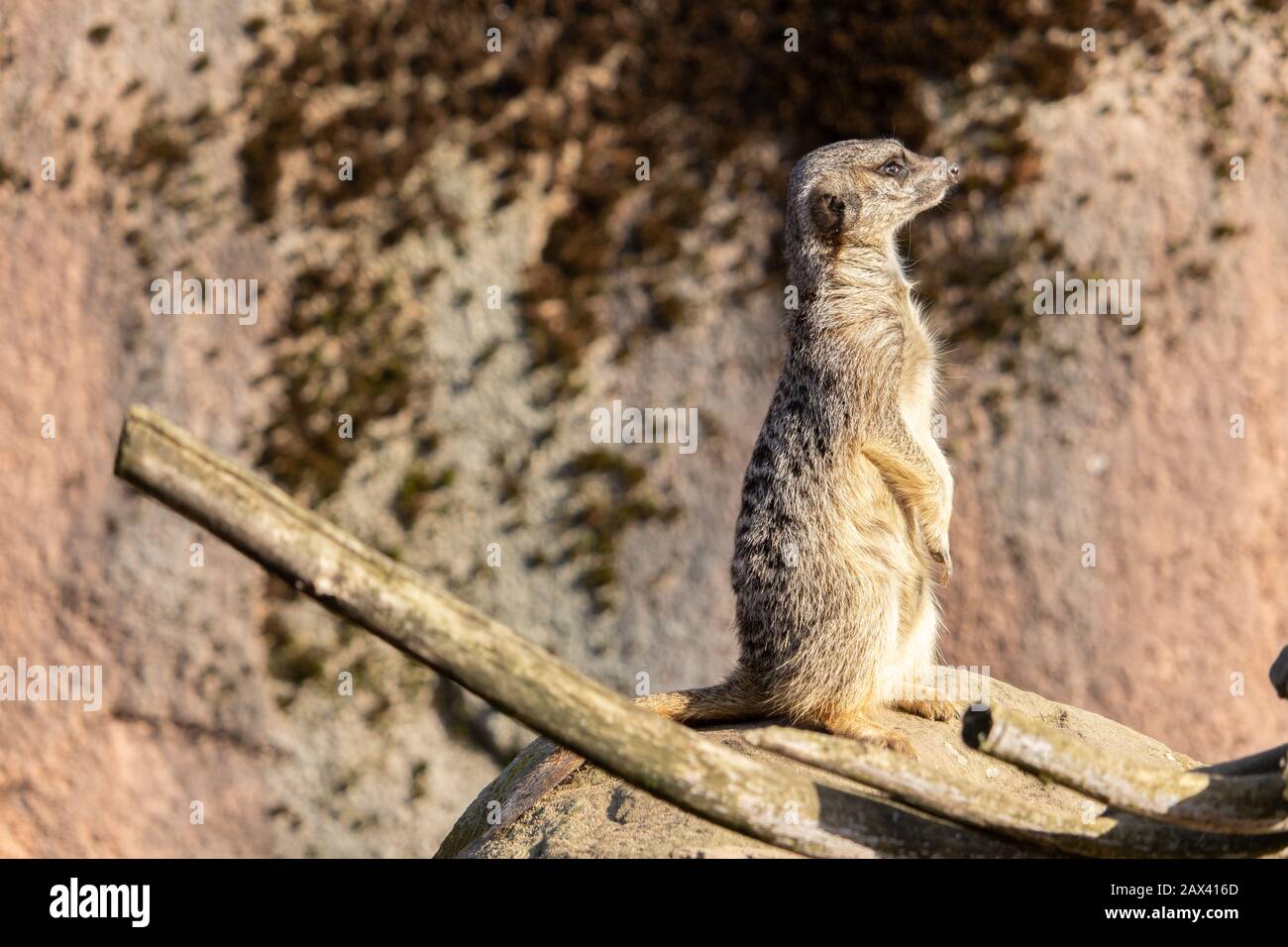 Gros plan d'un meerkat vigilant debout sur un rocher Banque D'Images