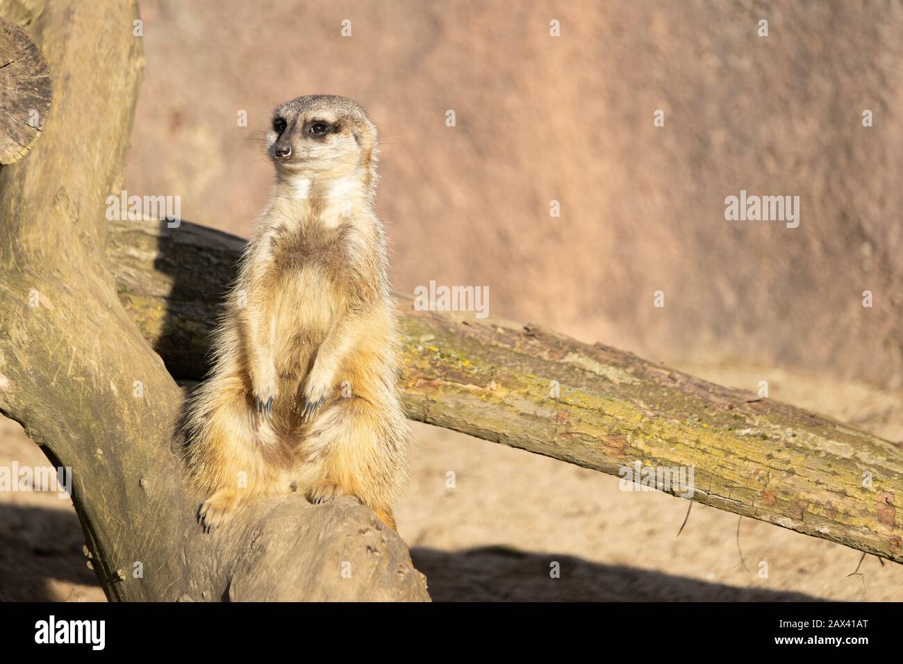 Gros plan d'un meerkat vigilant assis sur une bûche Banque D'Images