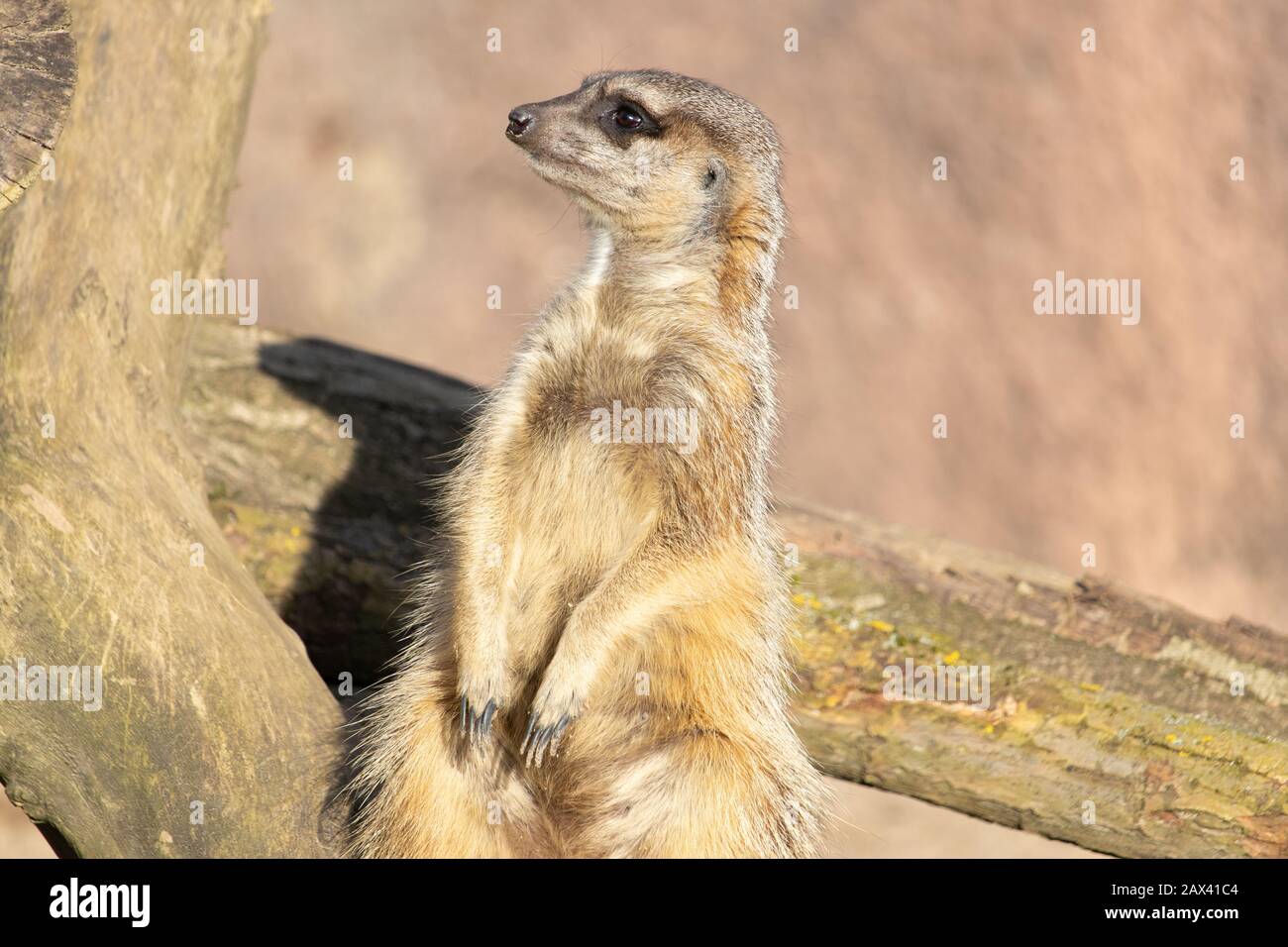 Gros plan d'un meerkat vigilant assis sur une bûche Banque D'Images