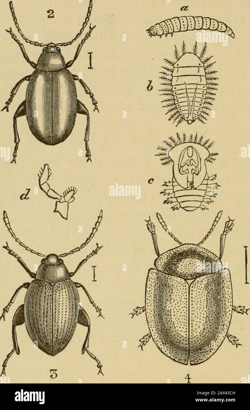 Insectes à la maison; être un compte-rendu populaire des insectes, leur structure, leurs habitudes et transformations . une pinnata), sur laquelle il peut être foujid. C'est un insecte verycommun. Nous allons prendre un autre exemple de cette famille, à savoir le léinsecte qui est représenté sur le Woodcut XXIII. Fig. 1, andis connus des entomologistes par le nom de Prasocuris [orHelodes] beccabungce. Dans ce genre, le corps est plutôt asservi, les ailes sont développées, et le thorax est carré.Ce joli petit insecte se trouve sur la plante sometimeappelée Brooklime, ou l'eau à feuilles courtes Speedwell ( Vero-becnica cabunga), c'est-à-dire Banque D'Images