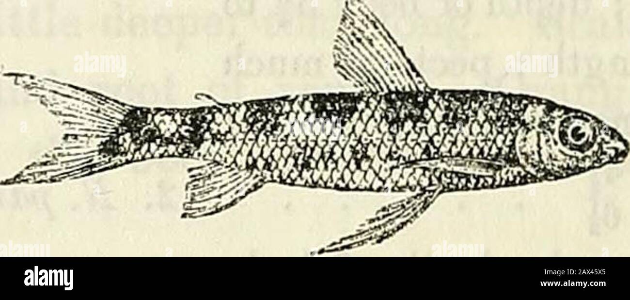 Catalogue des poissons d'eau douce d'Afrique au British Museum (Natural History) . . 6. N. allongatns, Blgr., p. 284. B. ligne latérale incomplète, réduite à quelques tubules ; Sc. 50 g|; longueur de la tête 3 fois en longueur totale . . 7. N. ocellicauda, Blgr., p. 285.II Dorsal originaire bien avant les ventriculaires, avec 11 ou 12 rayons ramifiés ; tête plus profonde que large, 4 à 4£ fois en longueur totale ; profondeur du corps 4£ à 5 fois en longueur totale ; pectoral plus court que la tête.Sc. 48-49 5|=? 8. W. tcenia, Blgr., p. 286. Sc. 52  , 9. JY. Dimidiatus, Pellegr., p. 286. 1. NANNOCHAUAX BREVIS.Bouligng. Ann. M Banque D'Images