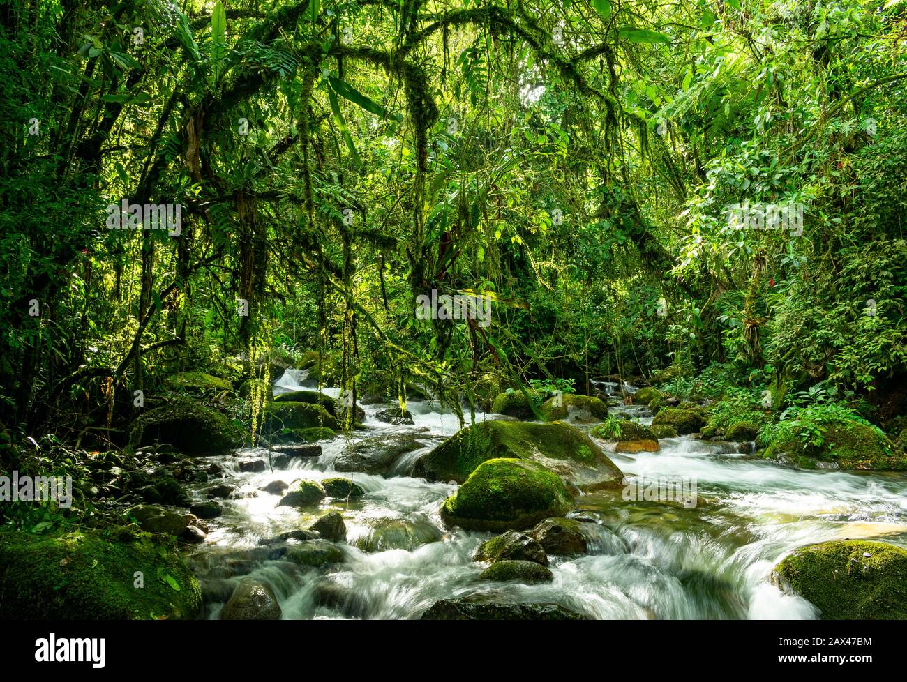 Rivière sauvage qui coule à travers le paysage de la forêt tropicale au Brésil Banque D'Images Rivière sauvage qui coule à travers le paysage de la forêt tropicale au Brésil Banque D'Images