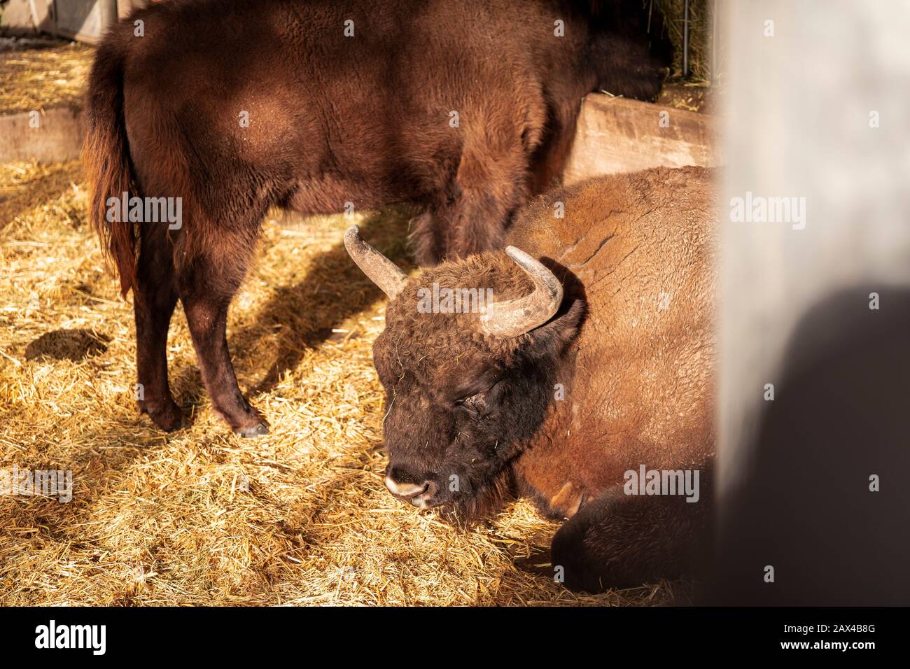 BOS bison pose dans le foin, bison gros plan photographie Banque D'Images