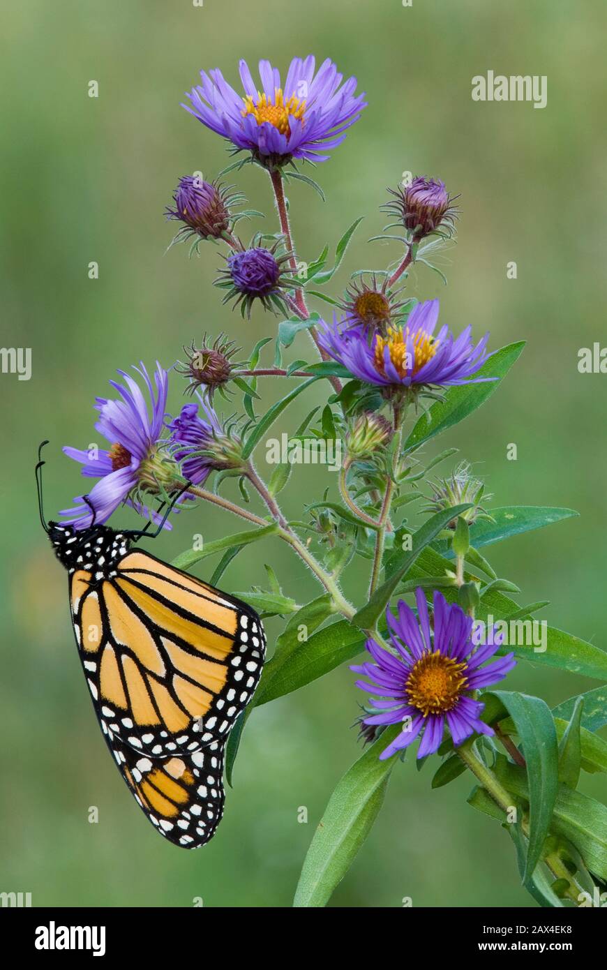 SM08947 : papillon monarque [Danaus plexippus] sur les Asters de la Nouvelle-Angleterre de l'est des États-Unis Banque D'Images