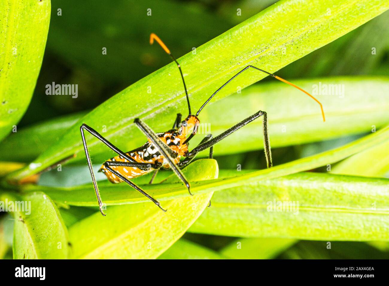 Insecte asassin de milkweed (Zelus longipes). Florianopolis, Santa Catarina, Brésil. Banque D'Images