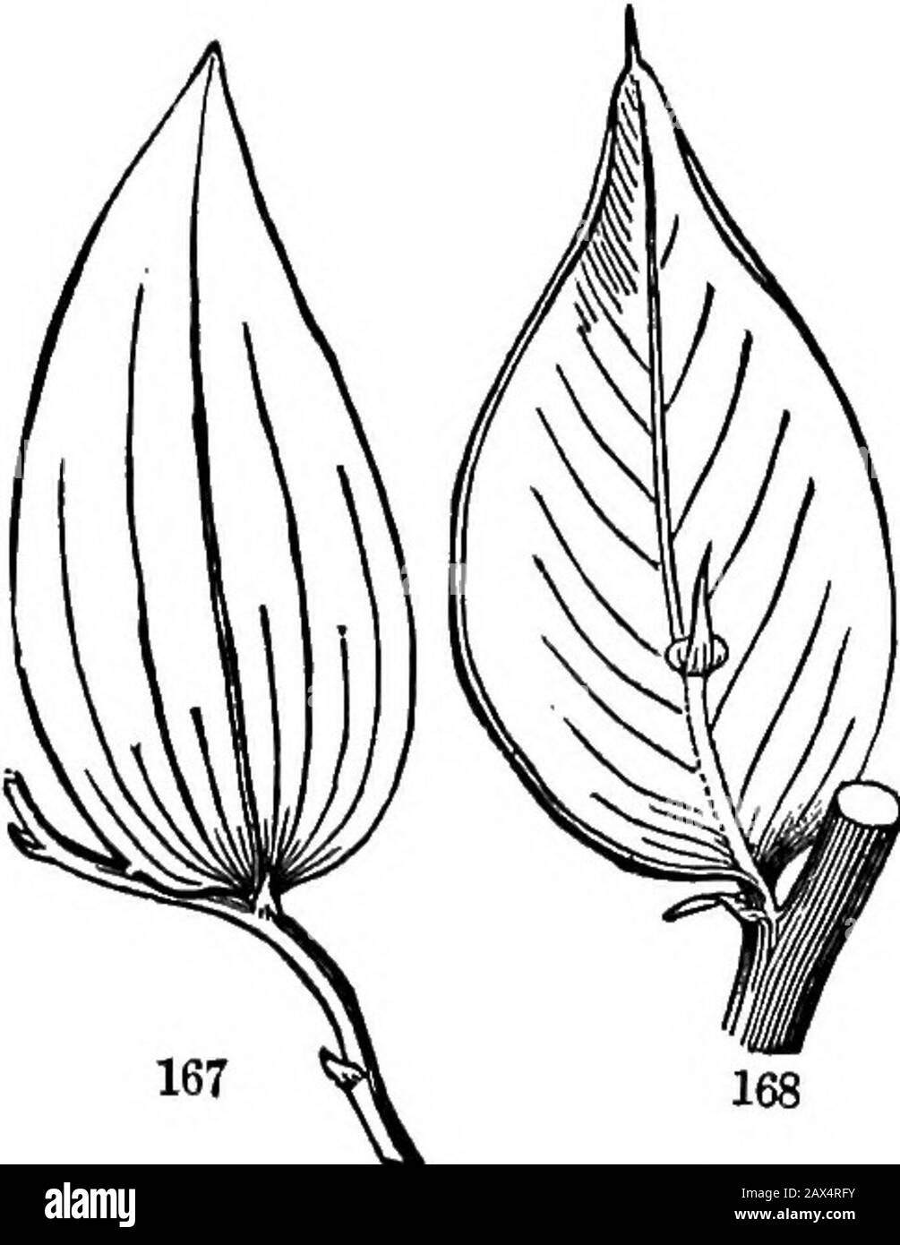 Les éléments de la botanique pour les débutants et pour les écoles . Fio. 166. Branche d'Arbor-Vitae, avec feuilles en forme d'awl et en forme de tartre, fig. 167. La feuille ambiguë ? (Cladophyllum) de Myrsiphyllum.Flo. 168. Identique à Rusous, ou bouchers Broom. FEUILLES. [Section 7. Nom de Smilax) est particulier et perplexe. Si ces lames (Tig. 167,168) sont des feuilles de reaue, elles sont plus anormales dans l'occupant l'axQ de l'anotheileaf, réduit à une petite échelle. Pourtant, ils ont une face supérieure et inférieure, les asfeuilles devraient, bien qu'ils bientôt se tordre, de façon à se tenir plus ou moins bord-sage. S'ils sont des branches qui ont supposé exactement Banque D'Images