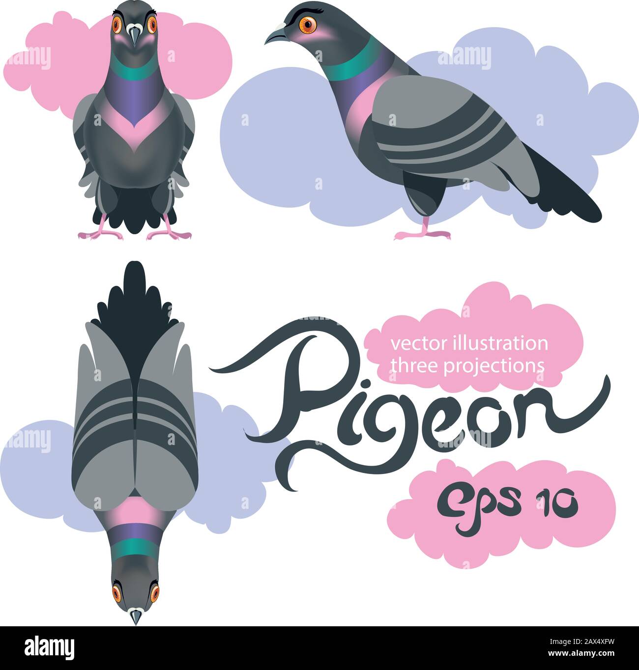 Pigeon oiseau trois projections. Et nuages. Illustration vectorielle. Illustration de Vecteur