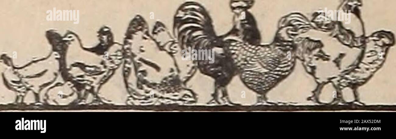 La ferme-volaille . Écrire dans le jour. The Hall Mammoth Incubator Co., SOUTH COLUMBIA, NEW YORK. Manfras du Hall Éleveuse House Equipment, Le Hall Brooding System, auto-Régulation Hot AVater Heaters, etc. Pour dire, lors de la rédaction des annonceurs, « A VU AD. Dans LA VOLAILLE AGRICOLE, vous en bénéficierez — s'il vous plaît — et nous aidera. 226. Farw-Volaille Banque D'Images