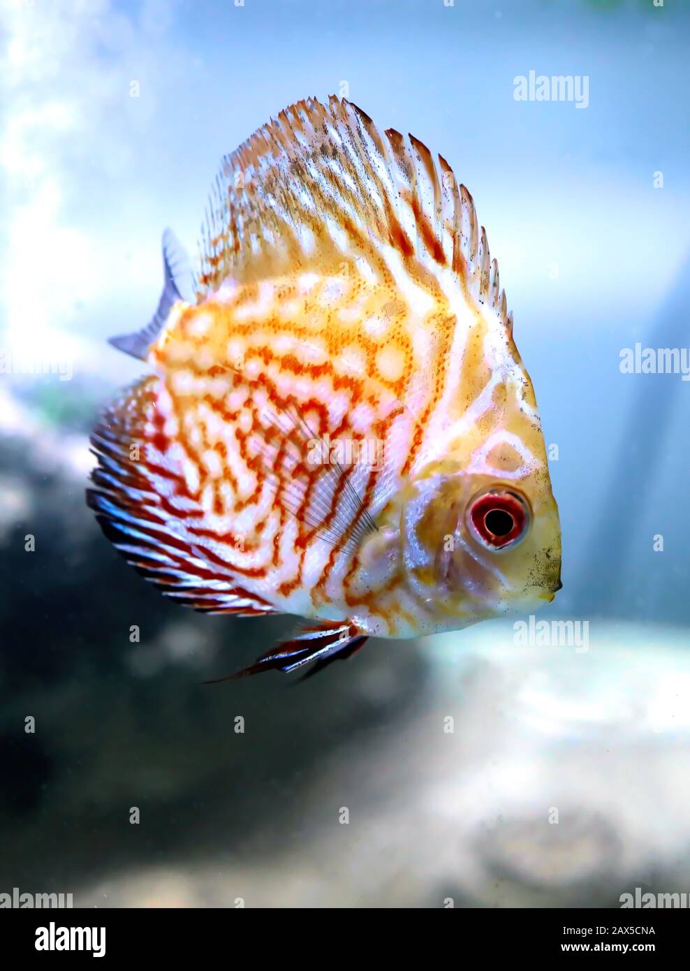 Angel Fish faire ce que font les poissons, nager autour du réservoir en attendant que la nourriture tombe. Banque D'Images