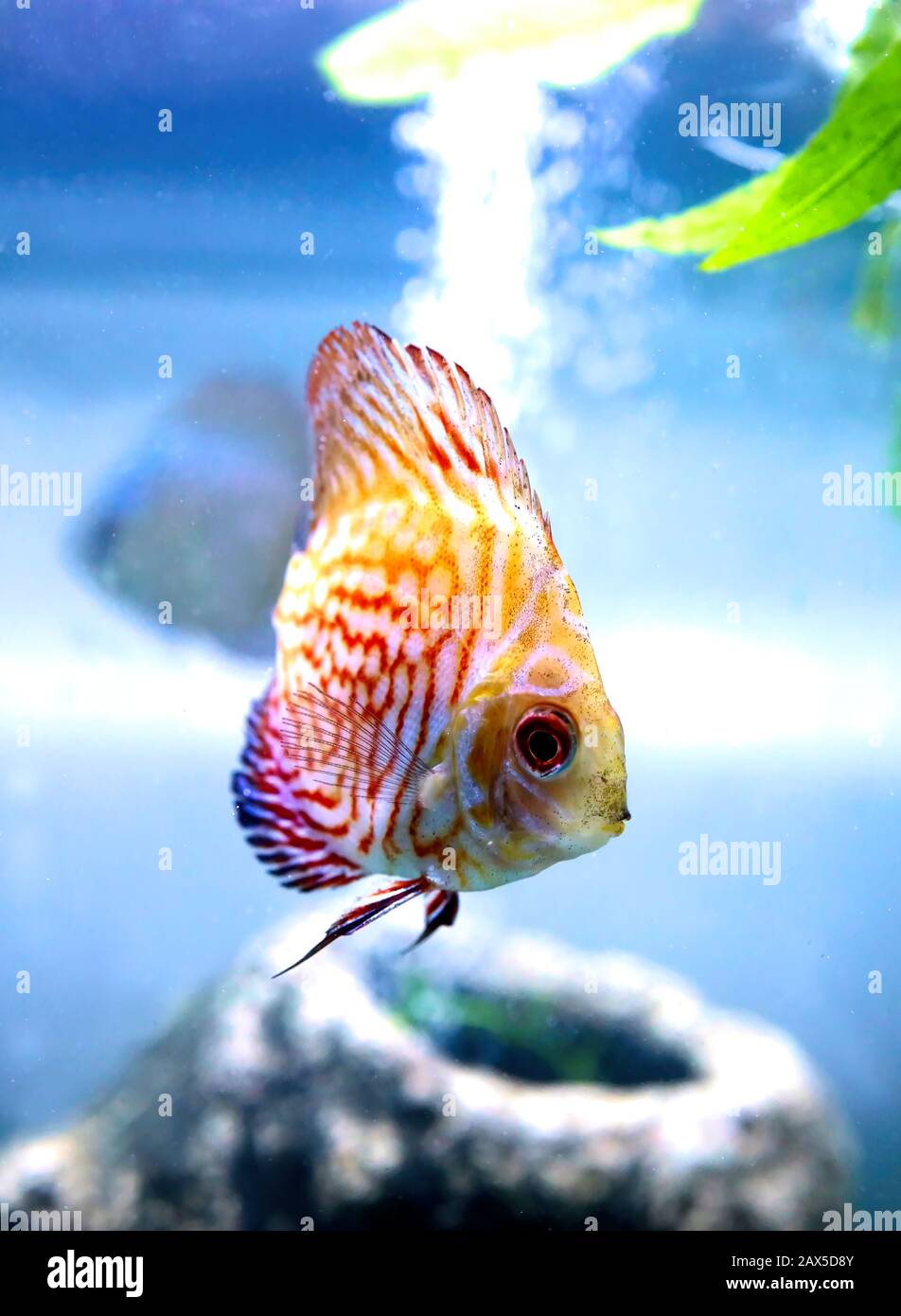 Angel Fish faire ce que font les poissons, nager autour du réservoir en attendant que la nourriture tombe. Banque D'Images