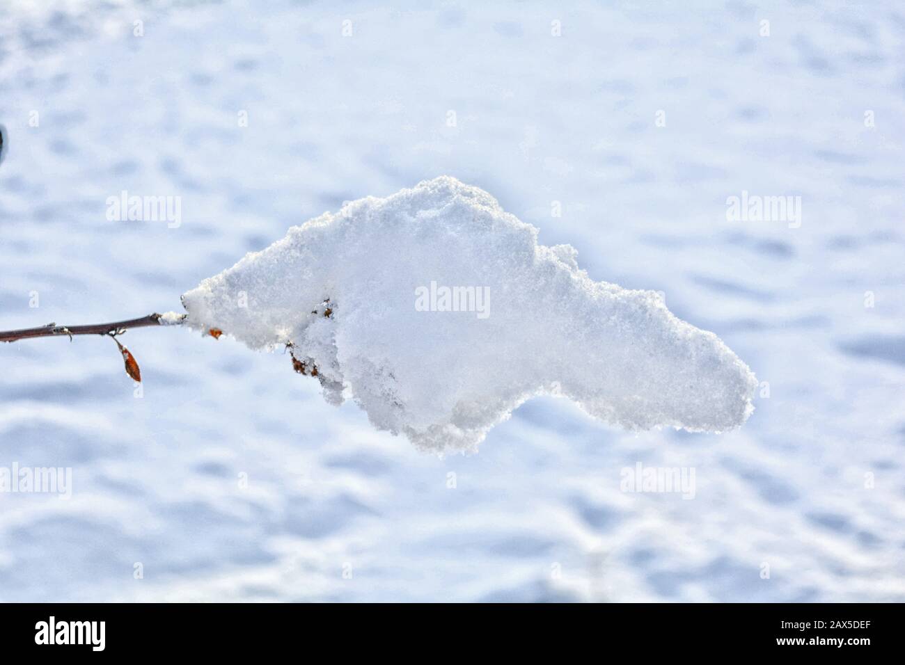 Bouquet de fleurs douces et sèches recouvertes de neige. Roseau sèche recouverte de neige Banque D'Images