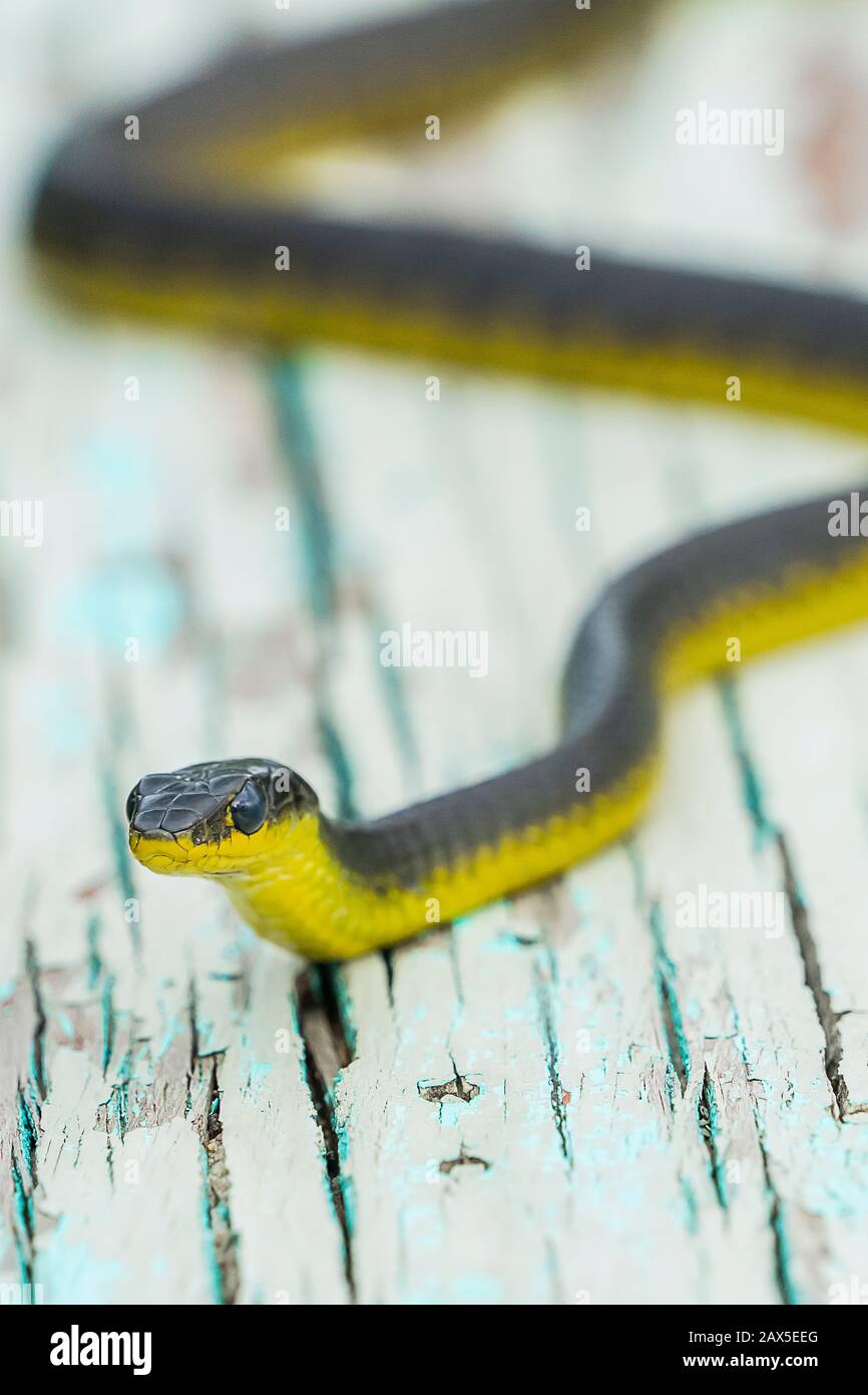 Serpent d'arbre commun (Dendrelaphis punctulatus) sur un vieux banc en bois Banque D'Images