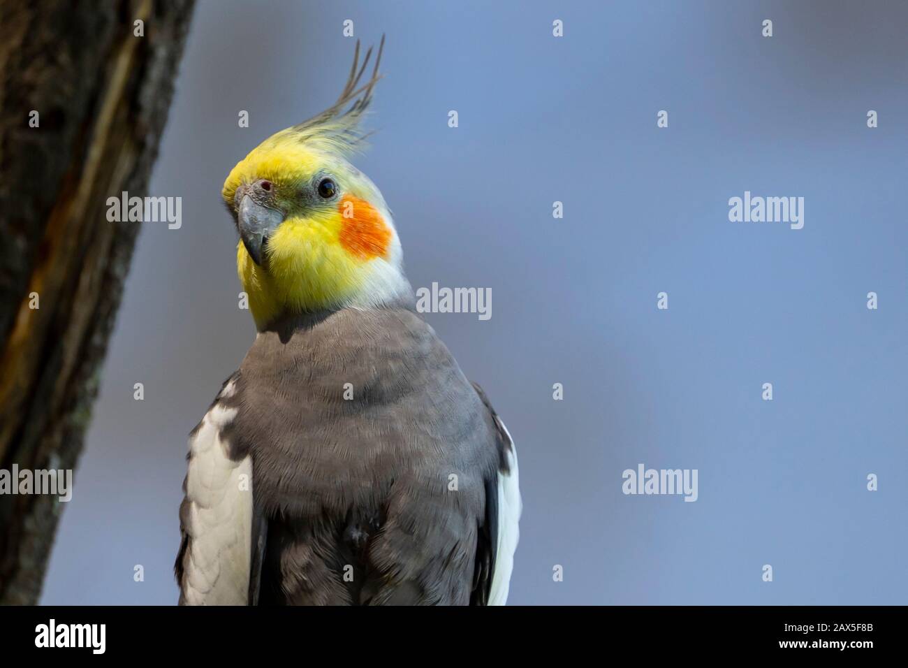 Cockatiel Nymphicus Hollandicus Quarrion Weiro Banque De Photographies ...