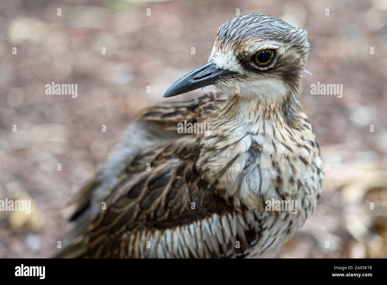 Gros plan du genou épais de Bush (Burhinus grallarius) Banque D'Images