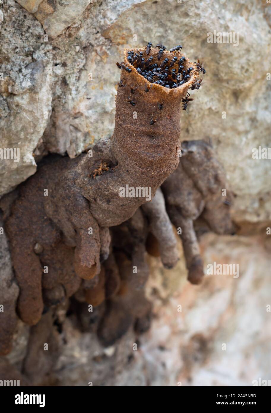 Abeilles à miel sans dents, Trigona nigra, Meliponines du Yucatan, Mexique Banque D'Images