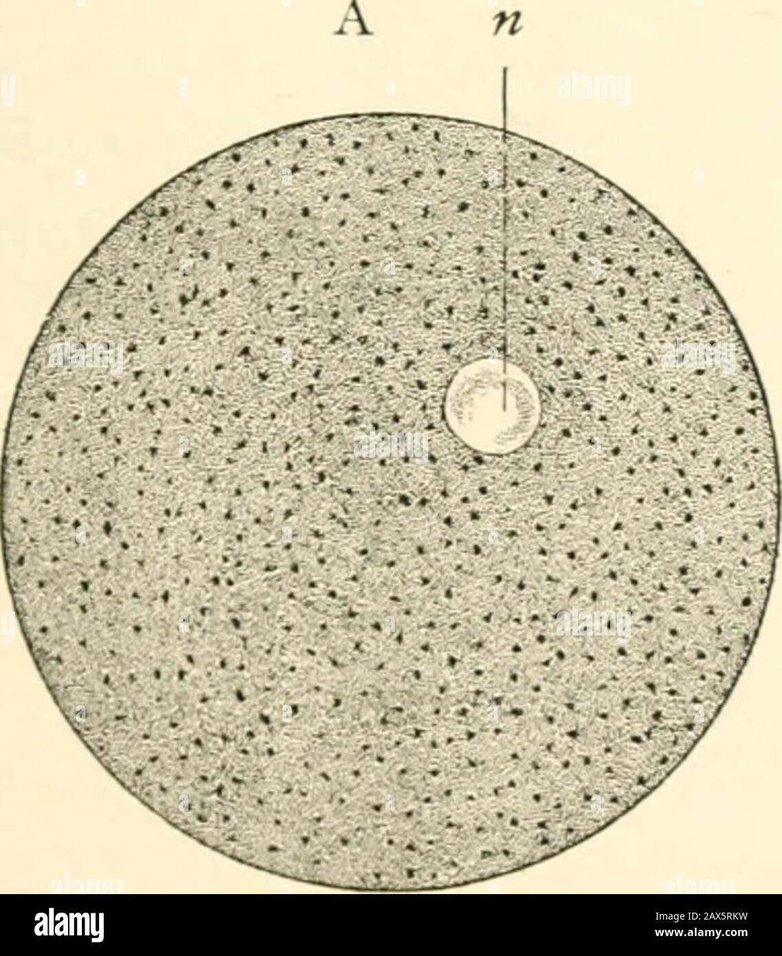 Un manuel d'obstétrique . Fig. 54.—la formation de corps polaires dans les  ovules d'Asterias glacialis: PS, Polarspinale ; pb, premier corps polaire;  pb,/J deuxième corps polaire; n, noyau retournant à la condition