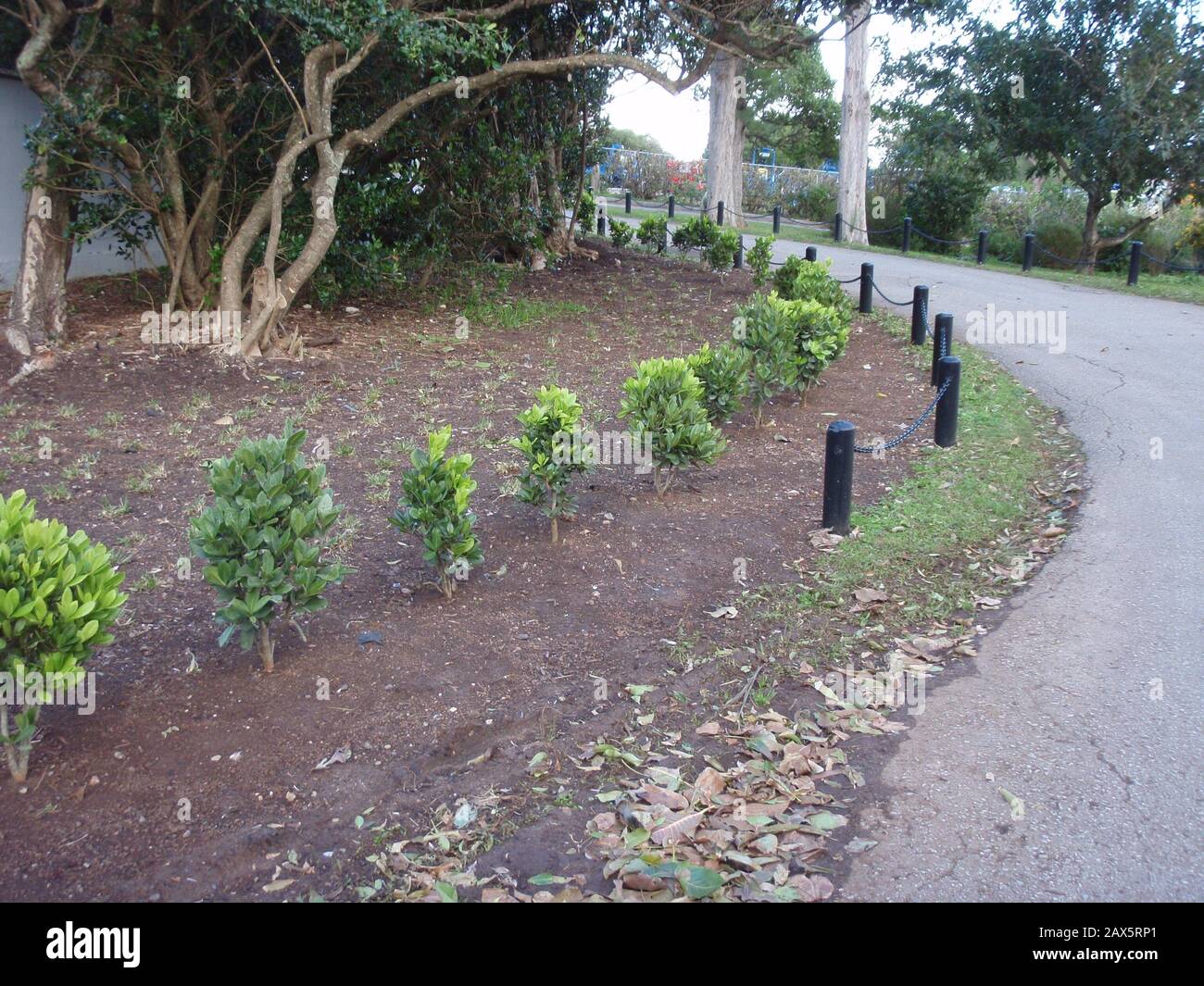 'Bermuda Olivewood (Elaeodendron laneanum plaqué) comme couverture. Photo prise 2010-01-24 dans les jardins botaniques Paget Parish, Bermudes. ; 10 février 2010, 00:19 (UTC) ; I (Turini) a créé ce travail entièrement par moi-même. ; Turini ; ' Banque D'Images