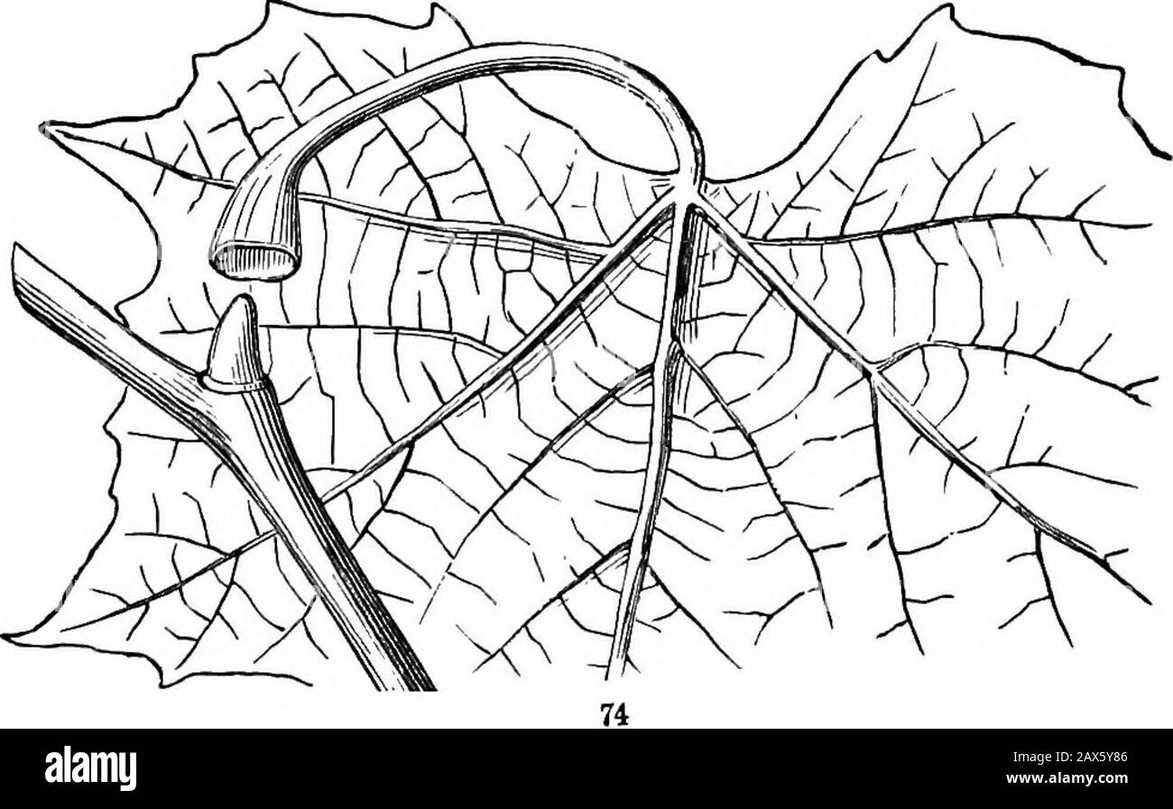 Les éléments de la botanique pour les débutants et pour les écoles . Fig. 72. Pousse de Horse-cliestinit, d'une croissance d'un an, prise en automne après la chute des theleaves; montrant le grand termin.il hv et les plus petits bourgeons axillaires.Fio. 73. Tir similaire de Shagbark Hickory, Carya alba. 28 BOURGEONS. RsBcTioN 4. Formés, ils sont dissimulés tout l'été longtemps sous la hase de la tige de feuille, qui est ensuite creusé dans une sorte de tasse inversée, comme un extincteur à bougie, pour les couvrir; comme dans le Locust, le bois jaune, ou morestrikingly dans Le Bois De Bouton ou le plane-arbre (Fig. 74). 50. Les cicatrices de feuilles, si visibles Banque D'Images Les éléments de la botanique pour les débutants et pour les écoles . Fig. 72. Pousse de Horse-cliestinit, d'une croissance d'un an, prise en automne après la chute des theleaves; montrant le grand termin.il hv et les plus petits bourgeons axillaires.Fio. 73. Tir similaire de Shagbark Hickory, Carya alba. 28 BOURGEONS. RsBcTioN 4. Formés, ils sont dissimulés tout l'été longtemps sous la hase de la tige de feuille, qui est ensuite creusé dans une sorte de tasse inversée, comme un extincteur à bougie, pour les couvrir; comme dans le Locust, le bois jaune, ou morestrikingly dans Le Bois De Bouton ou le plane-arbre (Fig. 74). 50. Les cicatrices de feuilles, si visibles Banque D'Images