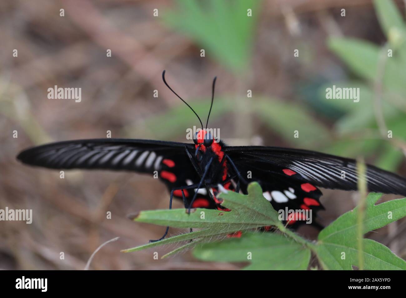 tir avant d'un insecte papillon noir femelle se nourrissant sur la feuille de haricots verts au printemps, ailes d'insectes papillon, insecte papillon extérieur Banque D'Images