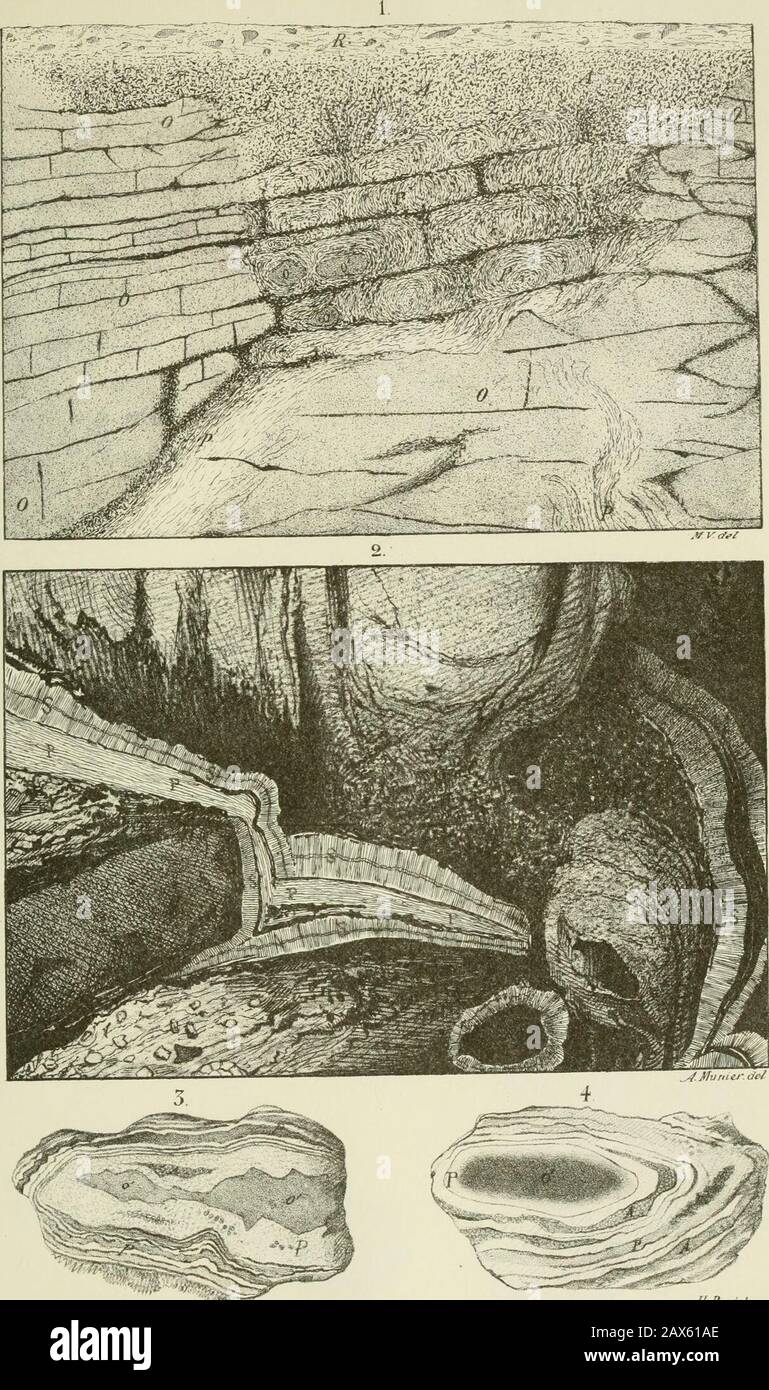 Revue Des Sciences Naturelles J Klein Imp Boaa Noufik Bevue Des iences Naturelles Io U Cnc J Ium Il I V F Rr E Imp Rh Ael Boehm A Fils Jfun P Photo