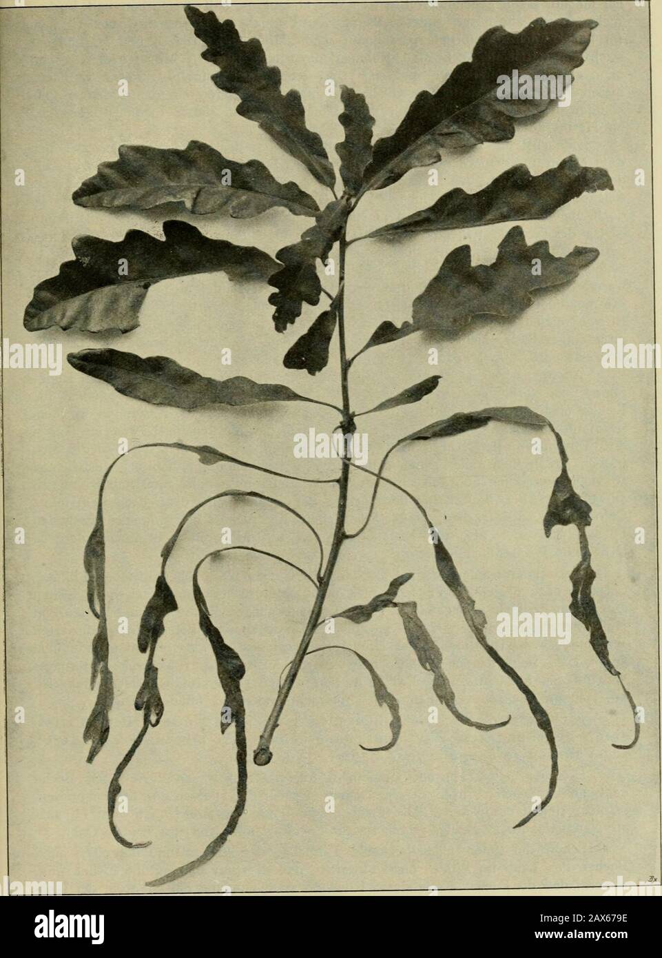 Mitteilungen der Deutschen Dendrologischen Gesellschaft . t nämlich die für dieseSyringa-Varietät charakteristische Form nur im ersten Trieb, der Rückschlagnach der ganzrandigen Spezies Syringa persica jedoch nur im verkapptenJohannischer. Für die Wissenschaft liegen meines Erachten nach enchwellenstwerte Finger-zeige und dankbare Aufgaben! Warum sollte es z. B. nicht möglich sein, durchgeignete Kulturmethoden ein Exempr solcher Varietäten zu ziehen, die im zweitenTrieb genau solches Laub hervorbringt wie im ersten oder umgekehrt? Könnteauch künstlich die Ruheperiod der Winterknosp Banque D'Images