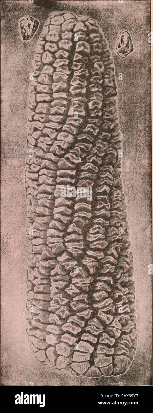 Les graines d'AWLivingston sont annuelles . Leesville, 0. (11 juillet 1892).— Ont utilisé vos graines pendant plusieurs années et sont de plus en plus heureux avec eux eaen saison que je les utilise. Yoursees et plantes sont toujours vraies aux descriptions de catalogue aud theamount de graine dans chaque paquet est généreux.—W. E. B. 6 E UREK A ?MM. Banque D'Images