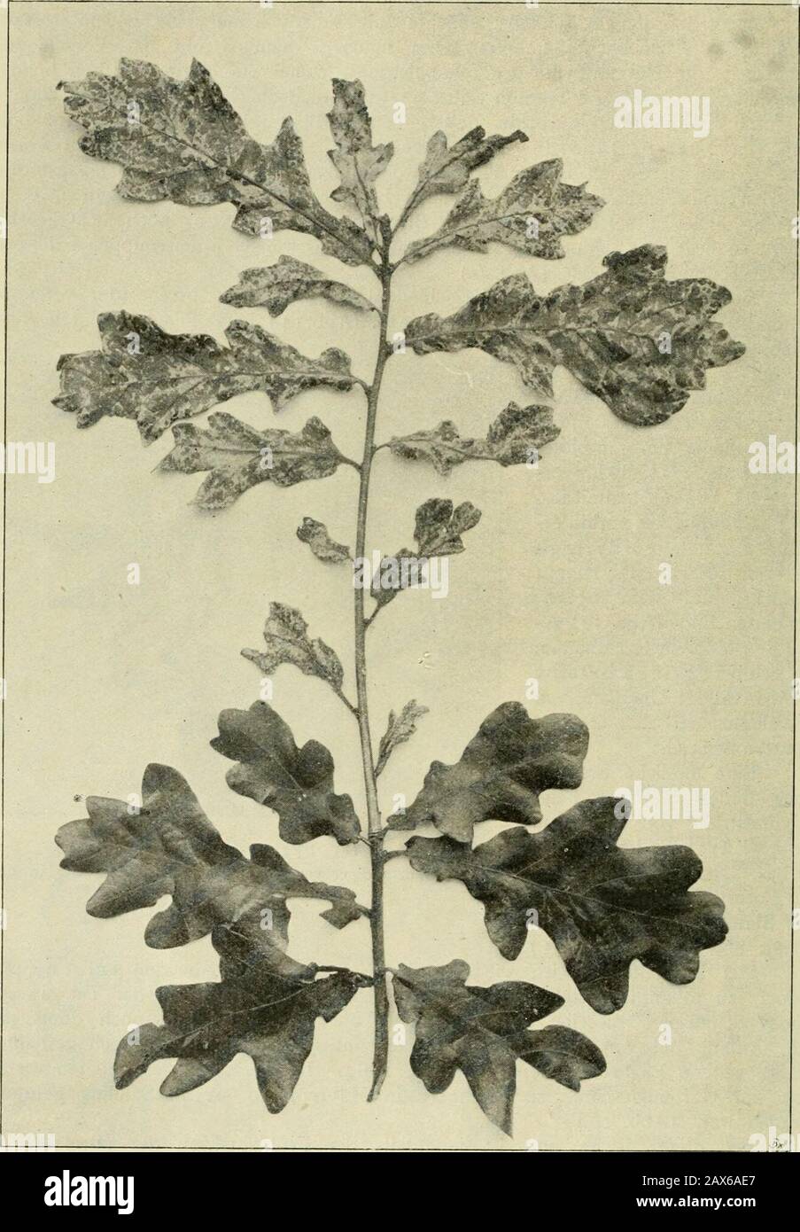 Mitteilungen Der Deutschen Dendrologischen Gesellschaft . Abb. 14. Syringa persica laciniata. Beix: Gangzrandiger verkappter Johannistrieb im Beginn seiner Entwicklung. Aufgenommen 24. Juni 1910. 134 Dr. Hellmut L. Späth: 191?. Abb. 15. Johannistrieb bei Quercus pedunculata »Fürst Schwarzenberg«(25 jähriger Baum), i. Trieb: Bätter. Johannistrieb: Kägerscher. N° 22. Einwirkung des Johannistriebes auf die Bildung von Jahresringen. 135 Banque D'Images