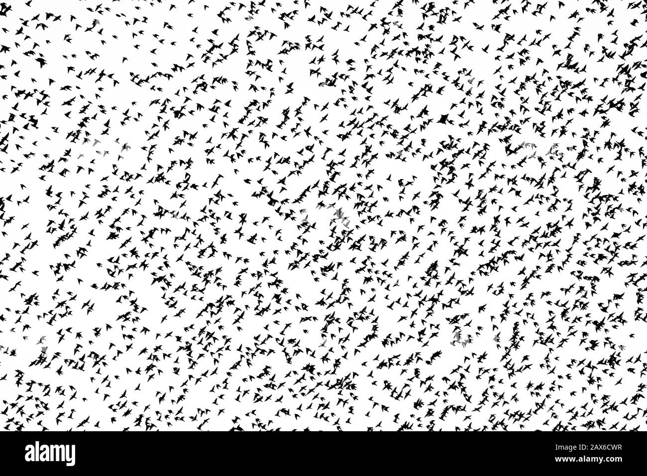 Beau grand troupeau d'amidons (Sturnus vulgaris) Geldermalsen aux Pays-Bas. En janvier et février, des centaines de milliers d'étoiles Banque D'Images