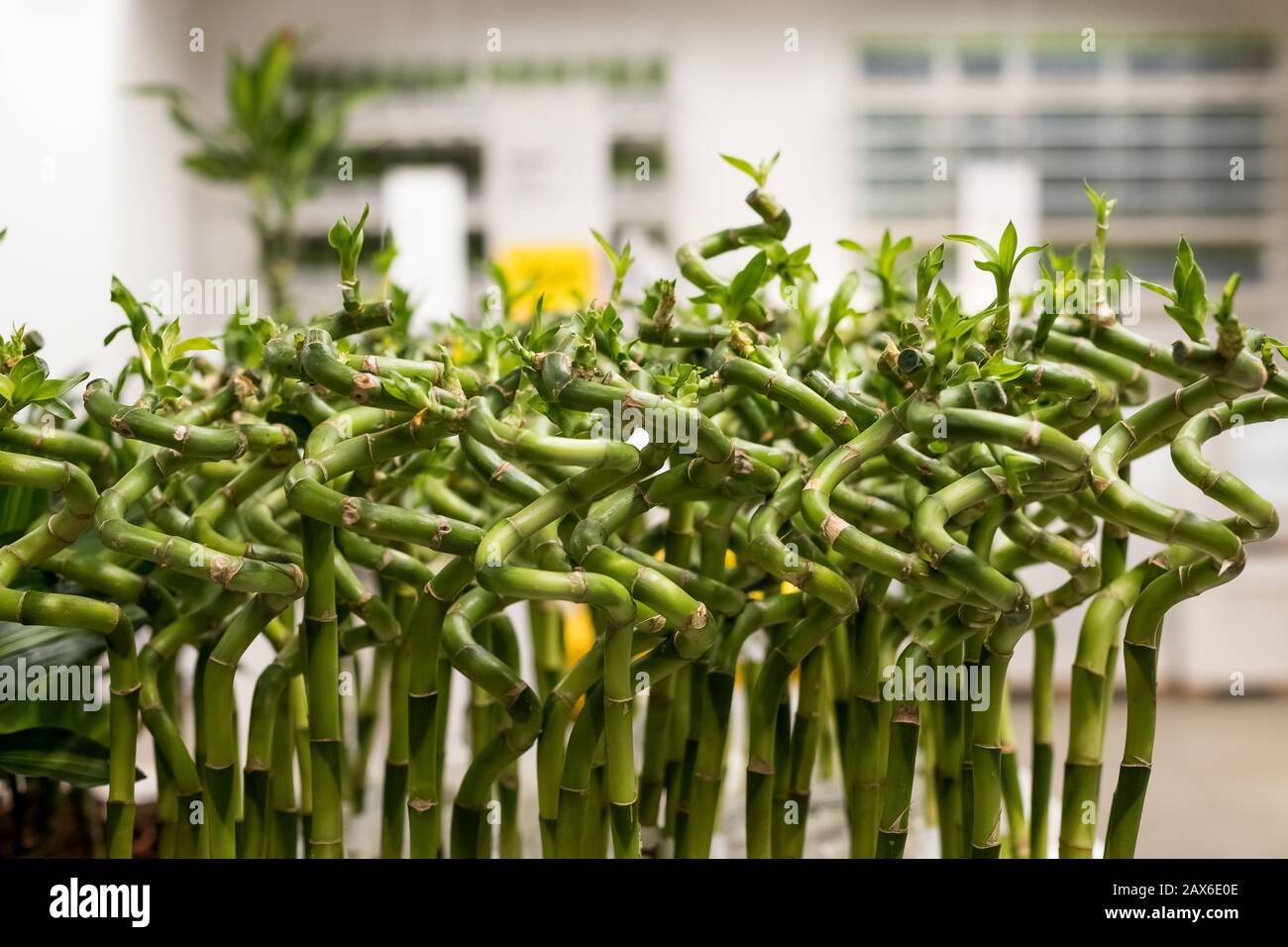 Sander Dracaena, bambou chanceux, dans un verre d'eau sur fond flou. Boutique de fleurs. Plante dans le Unterior.Lucky bambou pour la maison. Feuille de bambou et Banque D'Images