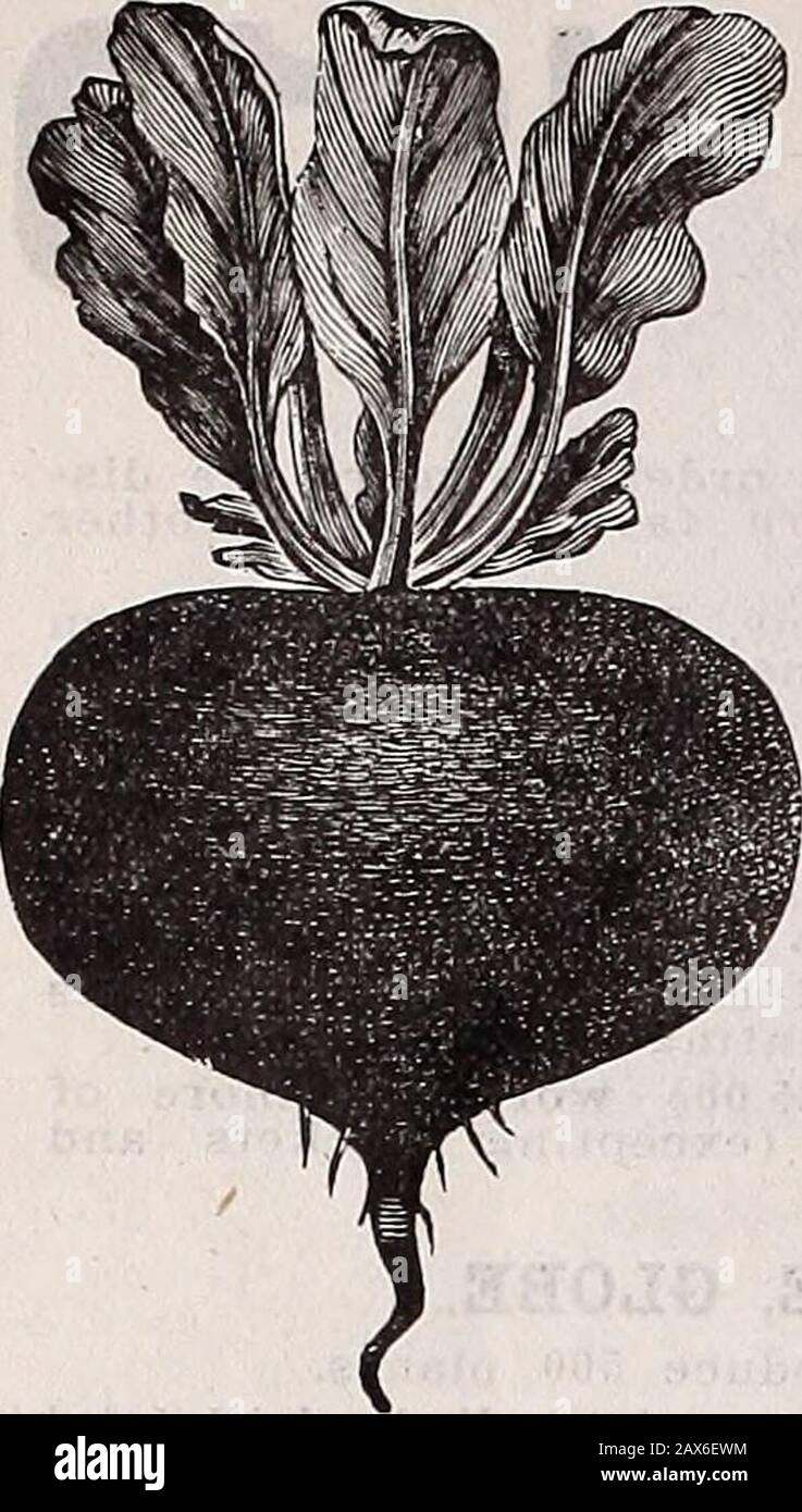 Catalogue descriptif annuel de Schvolonté : graines, arbres et plantes de haute classe . Sprouts De Bruxelles. Jérusalem Artichoke. Asperges De Palmetto. 16 1910 CATALOGUE DE GRAINES DE BLUFF CITY.. Luzerne UN nouveau livre remarquable.information Pratique o nits production, qualités, valeur et utilisations, surtout aux États-Unis et au Canada. L'auteur cov-ers son sujet soigneusement, et aucun agriculteur interestedin ce grand plantcan de fourrage se permettre d'être sans l'acopy. Par F. D. COBURN, Secy.Kans. Département De La Société Ag. 160 p. Illustré, postpayé. 50°C Crosby Beet Égyptien. BETTERAVES. Un foret de quatre à cinq livres à t, d'une once à cinquante pieds Banque D'Images
