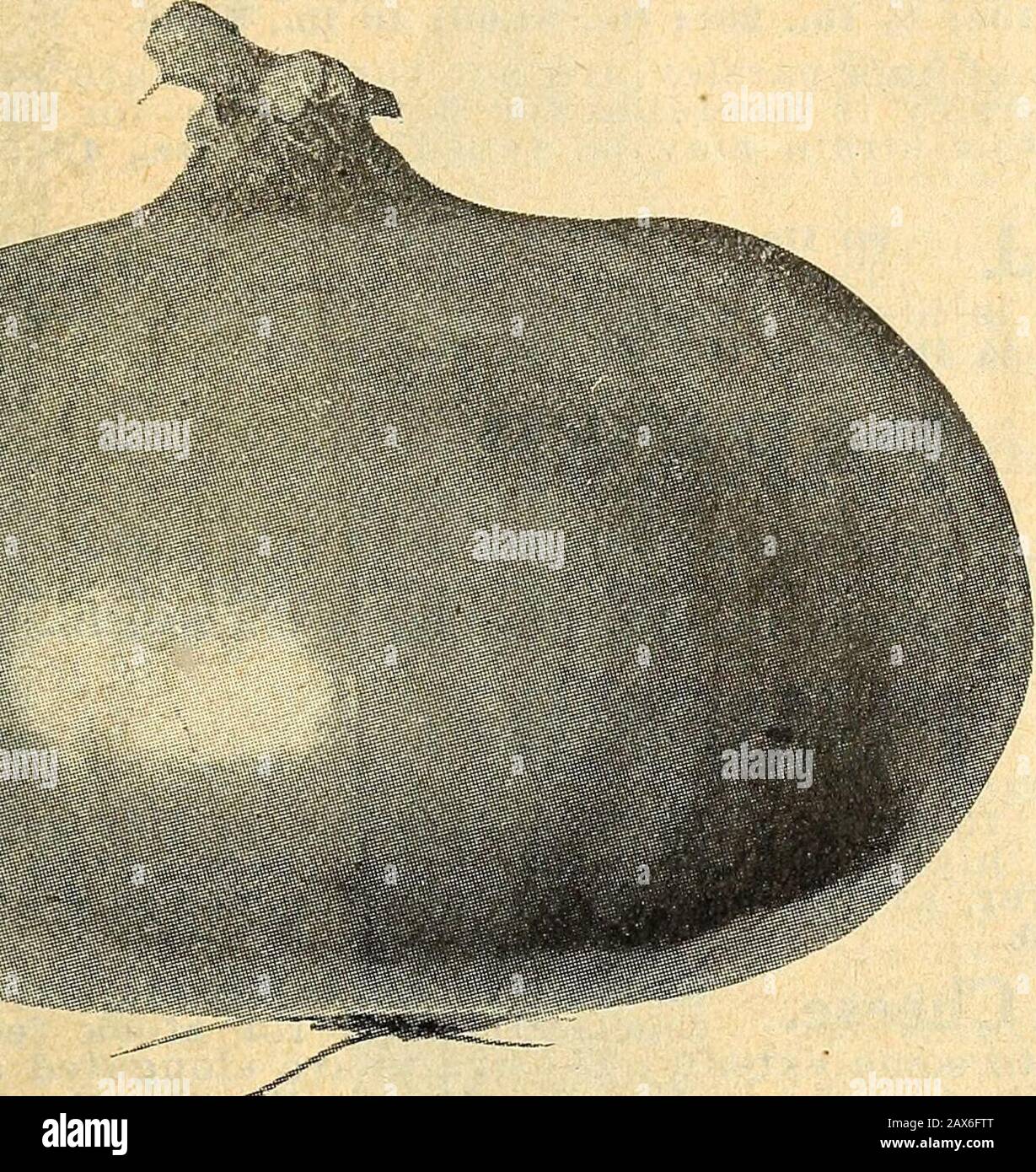 Stokes graines standard : catalogue de vente en gros de jardiniers et de fleuristes de marché 1922 . S LE PLUS TÔT (x Vo) 1 2 CATALOGUE DE GROS DE JARDINIERS DE MARCHÉ, 1922 T* U/-,fcrt« 130 Jours. Le marché le plus important du melon. Très similaire à Kleckleyi OIXl W aiSOIl. Doux sauf que le rind est épais et tient des navires de longue distance. Sa taille va de 18 à 24 pouces de longueur et 12 pouces de diamètre. Prommany points qu'il surclasse tous les autres melons à des fins d'expédition. Oz., 10 c; *4 lb.,25 c; lb., 80 c; 10 lb., 7,75 $. LfsJk Cam I30 Jours. Cette ancienne norme est un grand melon ovale légèrement aplati ATI.Old ucm. Le en Banque D'Images