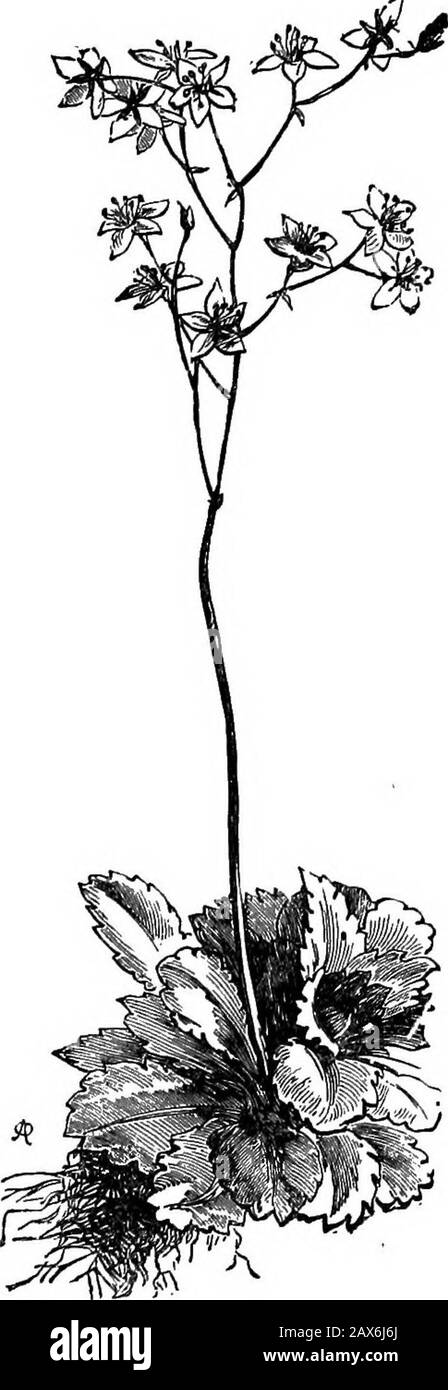 Madame Comment et Dame pourquoi; ou, les premières leçons dans la terre laore pour les enfants . Les MONDES SE TERMINENT 215 Qu'est-ce que c'est, cependant ? Vous devez répondre vous-même. Vous avez vu ita cent fois avant. Pourquoi, c'est la London Pride, qui grandit dans le jardinat à la maison. Bien sûr, c'est: Butthe Irish l'appelle St Patrickscabbage; bien qu'il ait eu héréa longtemps avant St.Patrick; et St Patrickmust ont été très peu de choses de jardin s'il l'a everate. Mais comment a-t-il obtenu héréfrom London ? Non, non Comment s'est-il getto Londres de d'où ?For de ce pays itvint. Je suppose que l'Eng-lish l'a amené chez elle à la Reine Besss ou à James theFir Banque D'Images