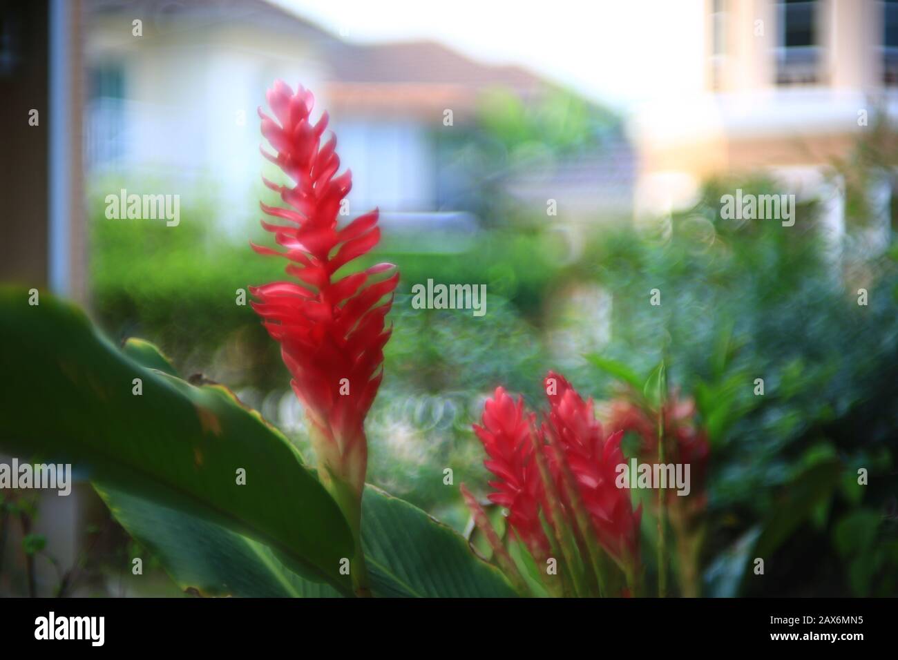 Alpinia purpurata, gingembre rouge, également appelé panache d'autruche et gingembre à cône rose. Plantes malais indigènes avec fleurs d'hodouche sur rouge vif long Banque D'Images