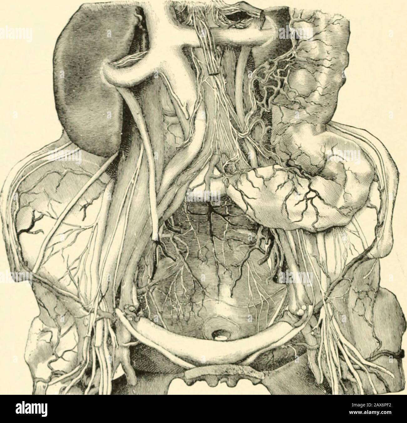 Un manuel d'obstétrique . prendre en compte les muscles, les ligaments, le tissu conjonctif, les vaisseaux sanguins, les lymphatiques, et les nerfs. Les Muscles.—Les iliopsoas, l'obturateur interim, et le thepyriformis clothe les murs pelviens, modifiant les diamètres de la cavité pelvienne et agissant comme tampons ou coussins pour protéger le corps des thechilds dans son passage à travers le canal de naissance. Les muscles bulkyiliopsoas diminuent le diamètre transversal o{ la pélivicinse de 5 cm. (2 po.), faisant ainsi les diamètres obliques o les 26 GROSSESSE pelviciner le plus long et l'assurance habituellement un positionoblique de la présentation p Banque D'Images