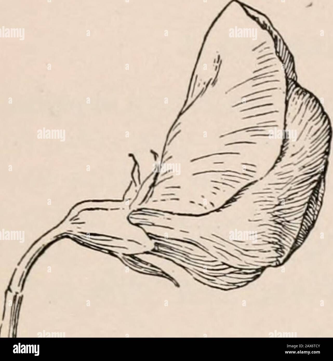 La botanique, la clé et floraNorthern de Bergen et les états centraux . Fig. 20. Pulse Family A, corolle actiuomorphique {Acacia cinerascens); B, corolle zygomorphique{Cassia marilandica). (Après Schuizleiu) souvent papilionacées (Fig. 21) ou quelque peu actiuomorphique, injSTo. XVI beaucoup réduit. Stamines diadelphous (Fig. 22), mon-adelphous ou distinct. Ovaire simple, supérieur. Gousse de fruits usuallya 1-celled (Fig. 22). Graines une ou plusieurs, sans endo-sperme. Une grande famille très importante, contenant 8000 espèces. FAMILLE PULSE 127 Flower actinomorphique, petite. Stamines hypofiynes. Feuilles deux fois pinnate.Peta Banque D'Images