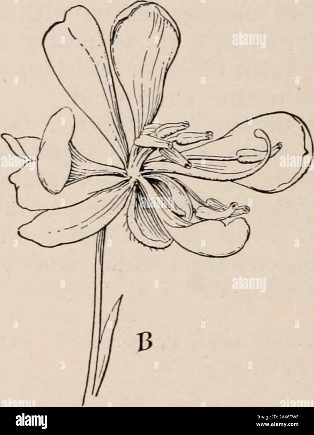 La botanique, la clé et floraNorthern de Bergen et les états centraux . Fig. 20. Pulse Family A, corolle actiuomorphique {Acacia cinerascens); B, corolle zygomorphique{Cassia marilandica). (Après Schuizleiu) souvent papilionacées (Fig. 21) ou quelque peu actiuomorphique, injSTo. XVI beaucoup réduit. Stamines diadelphous (Fig. 22), mon-adelphous ou distinct. Ovaire simple, supérieur. Gousse de fruits usuallya 1-celled (Fig. 22). Graines une ou plusieurs, sans endo-sperme. Une grande famille très importante, contenant 8000 espèces. FAMILLE PULSE 127 Flower actinomorphique, petite. Stamines hypofiynes. Feuilles deux fois pinnate.Peta Banque D'Images